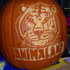 Tiger Carve Pumpkin