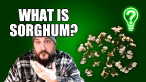 What is Sorghum? – Learn Stuff