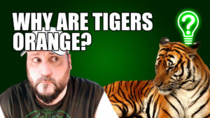Why Are Tigers Orange? – Learn Stuff
