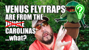 Venus Flytraps Are From The Carolinas – Learn Stuff